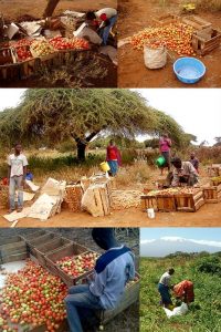 GAZELLE HARAMBEE Projet "ATHP" 2011 (Kenya)
