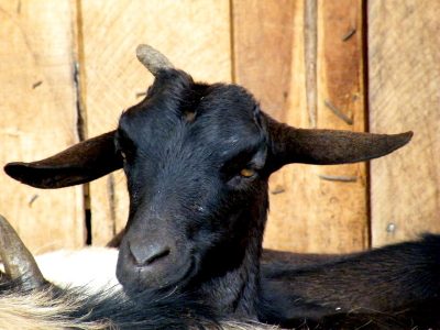 I give a goat project