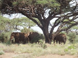 GAZELLE HARAMBEE VISITE TERRAIN KENYA 2015