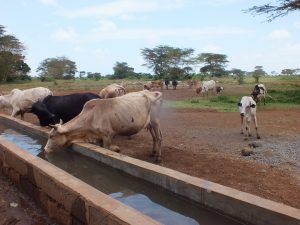 GAZELLE HARAMBEE VISITE TERRAIN KENYA 2015