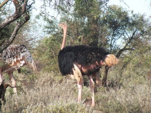 GAZELLE HARAMBEE VISITE TERRAIN KENYA 2015