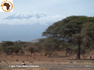 GAZELLE HARAMBEE Kilimanjaro (Kenya 2014)